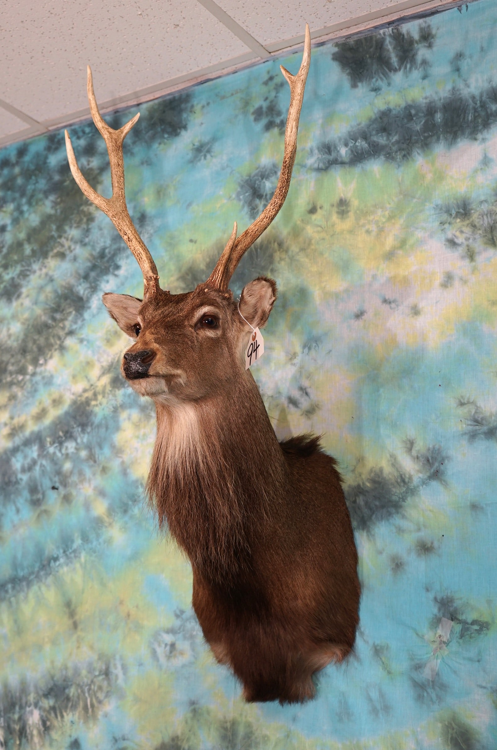 Japanese Sika Deer Shoulder Mount Taxidermy (1 of 2)