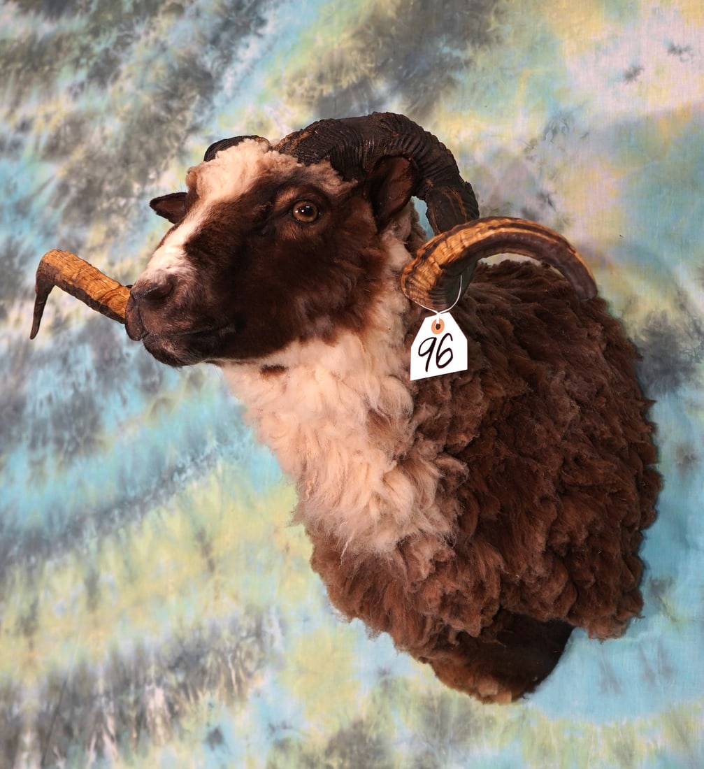 Beautiful Merino Sheep Ram Shoulder Mount Taxidermy (1 of 2)
