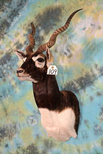 Elegant Blackbuck Antelope Shoulder Mount Taxidermy: This mount is in mint condition with outstanding number 10 grade in taxidermy quality.