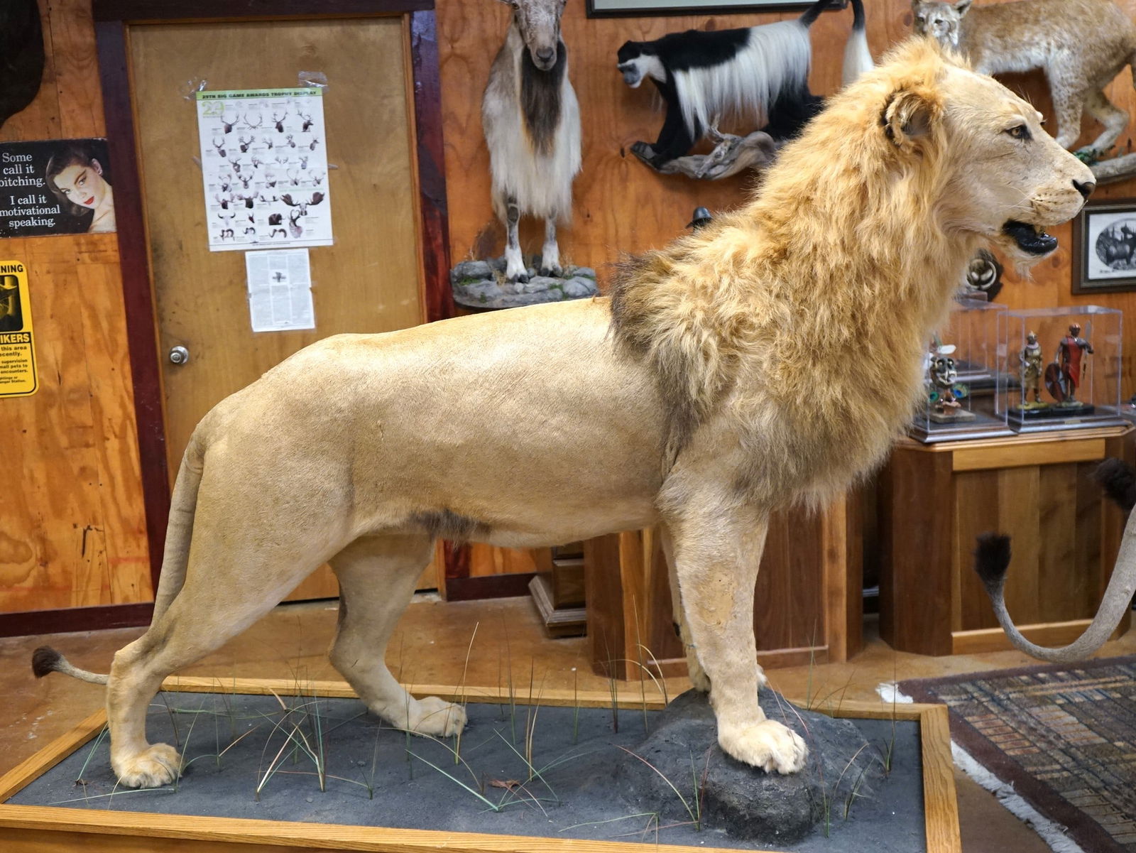 African Lion Full Body Mount Taxidermy **TEXAS RESIDENTS ONLY!** (1 of 5)