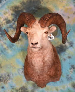 Stone Sheep Shoulder Taxidermy Mount: This is another older mount that has been cleaned and restored. The mount is in very good overall condition. The taxidermy