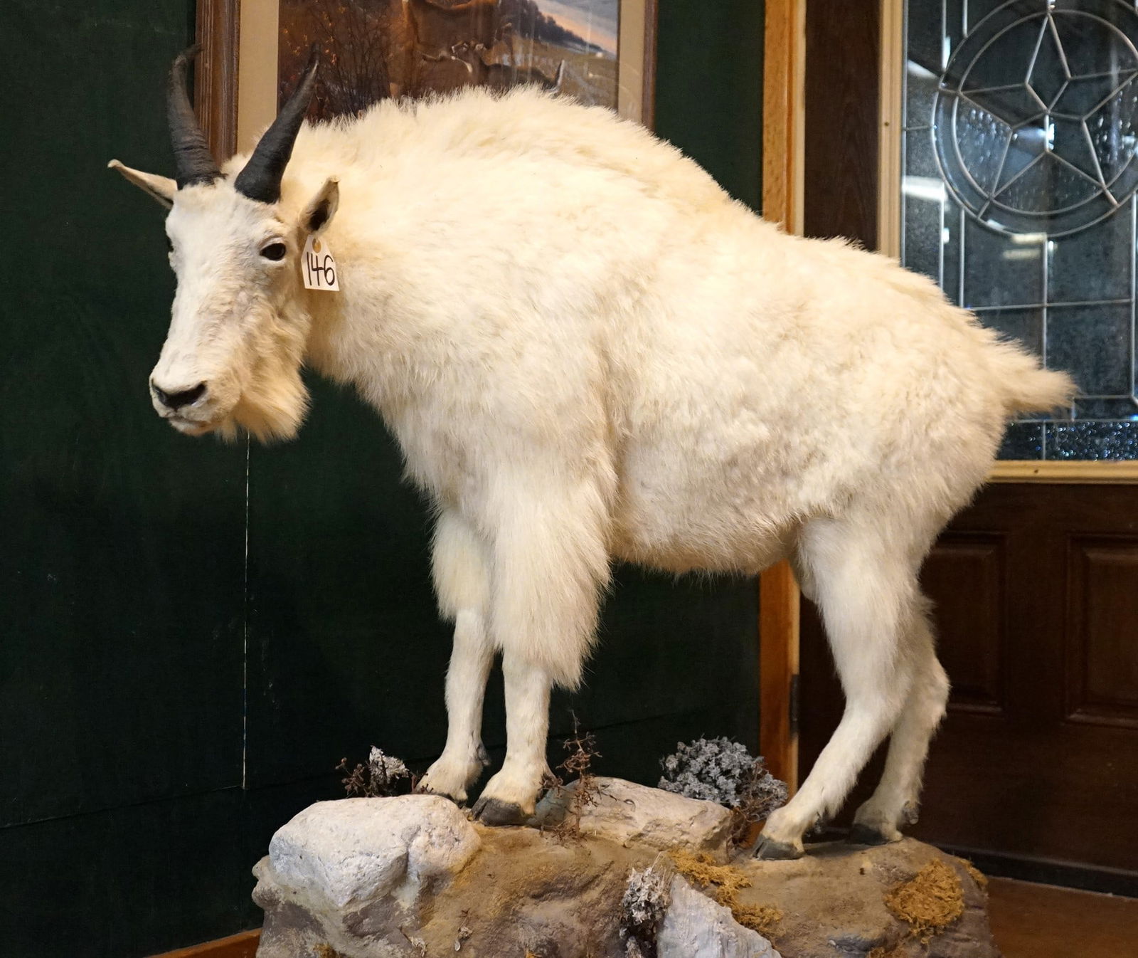 Rocky Mountain Goat Full Body Mount Taxidermy (1 of 2)