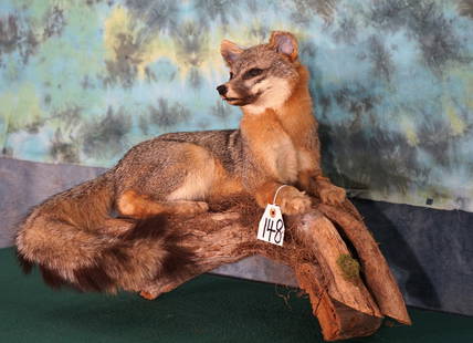 Gray Fox Full Body Taxidermy Mount: This Fox is relaxed and the taxidermist really captured good expression here. The mount is clean and in excellent condition with grade 9.25 taxidermy.