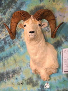 Record Book Boone & Crockett 170 3/8" Alaskan Dall Sheep Shoulder Mount Taxidermy: This Dall Sheep Ram fell hard and broke off 2 1/2" of his right horn tip. Fortunately the horn tip was found and very nicely repaired. This big Dall Sheep will make the Boone & Crockett All Time Recor