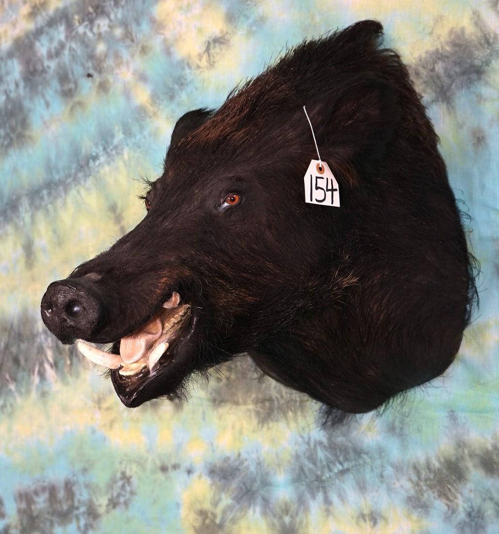 Wild Feral Hog Shoulder Taxidermy Mount: This is a mature and large Feral Hog mounted with the real tusk. The mount is clean and in excellent condition and grades a good 9.