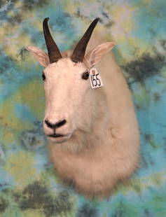 Rocky Mountain Goat Shoulder Taxidermy Mount: This is an older mount that has been cleaned and restored. The mount has some battle scars as all wild animals do. This mount grades a 7.
