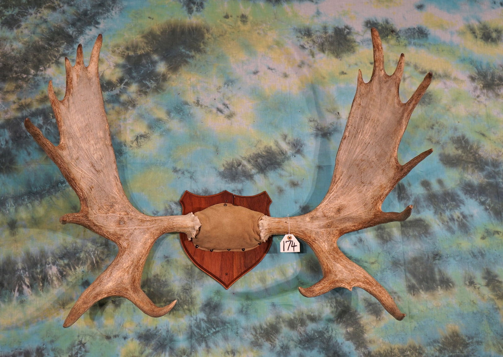 Canadian Moose Antlers on Panel Taxidermy (1 of 3)