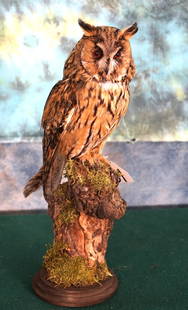 Legal Captive Bred Russian Long-Eared Owl Taxidermy Bird Mount: This is a brand new mount that is in mint condition with level 10 taxidermy quality. It is not endangered, migratory, or protected.