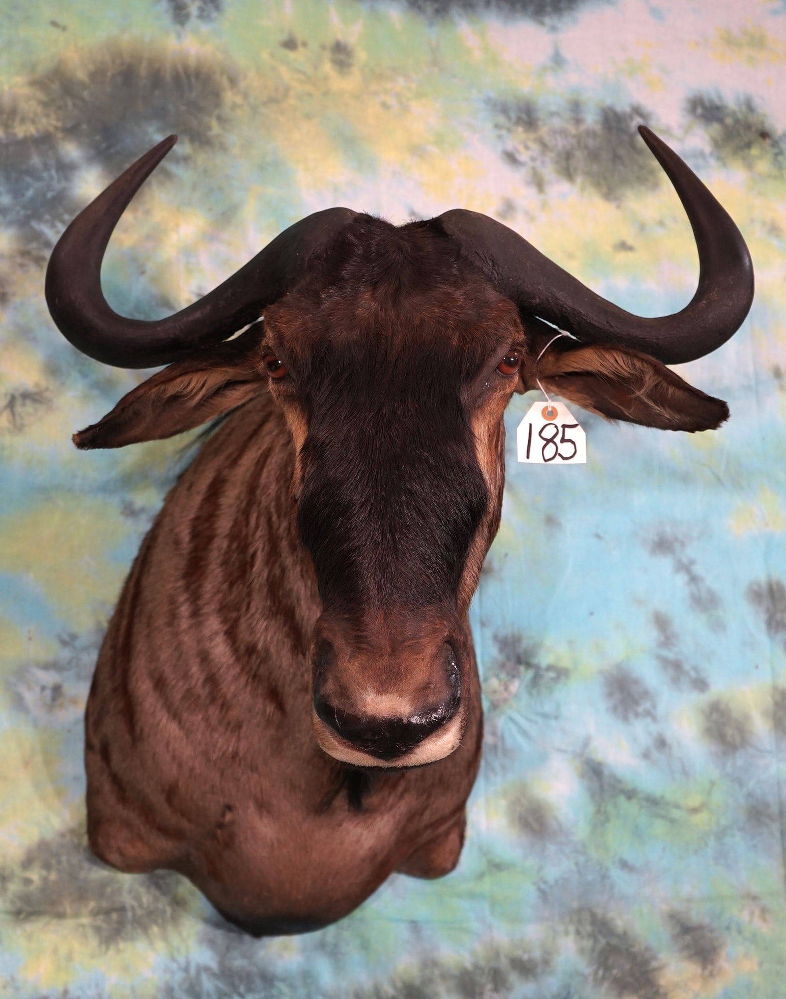 African Blue Wildebeest Shoulder Mount Taxidermy (1 of 2)