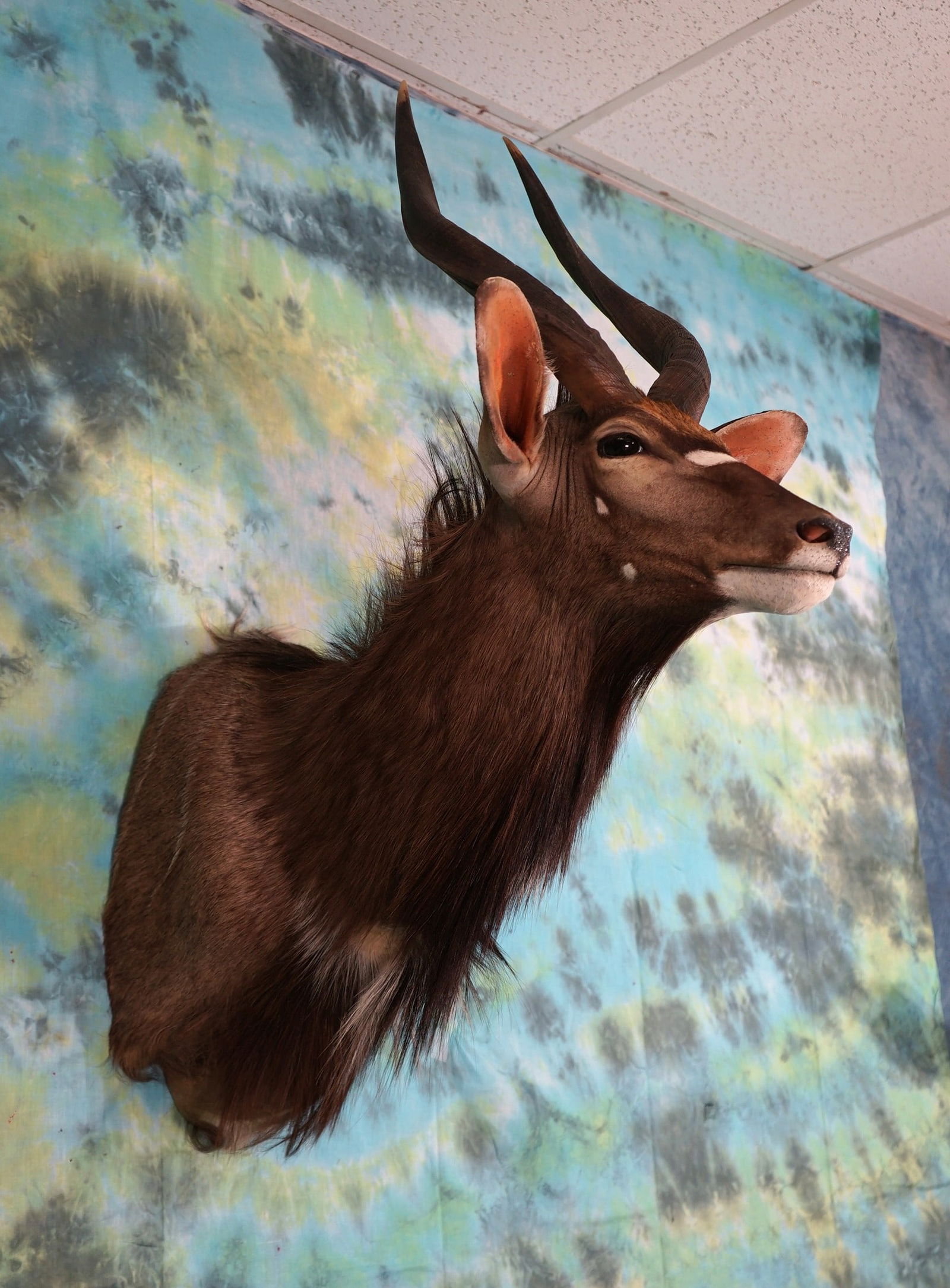 Beautiful Southern Nyala Antelope Shoulder Mount Taxidermy (1 of 2)