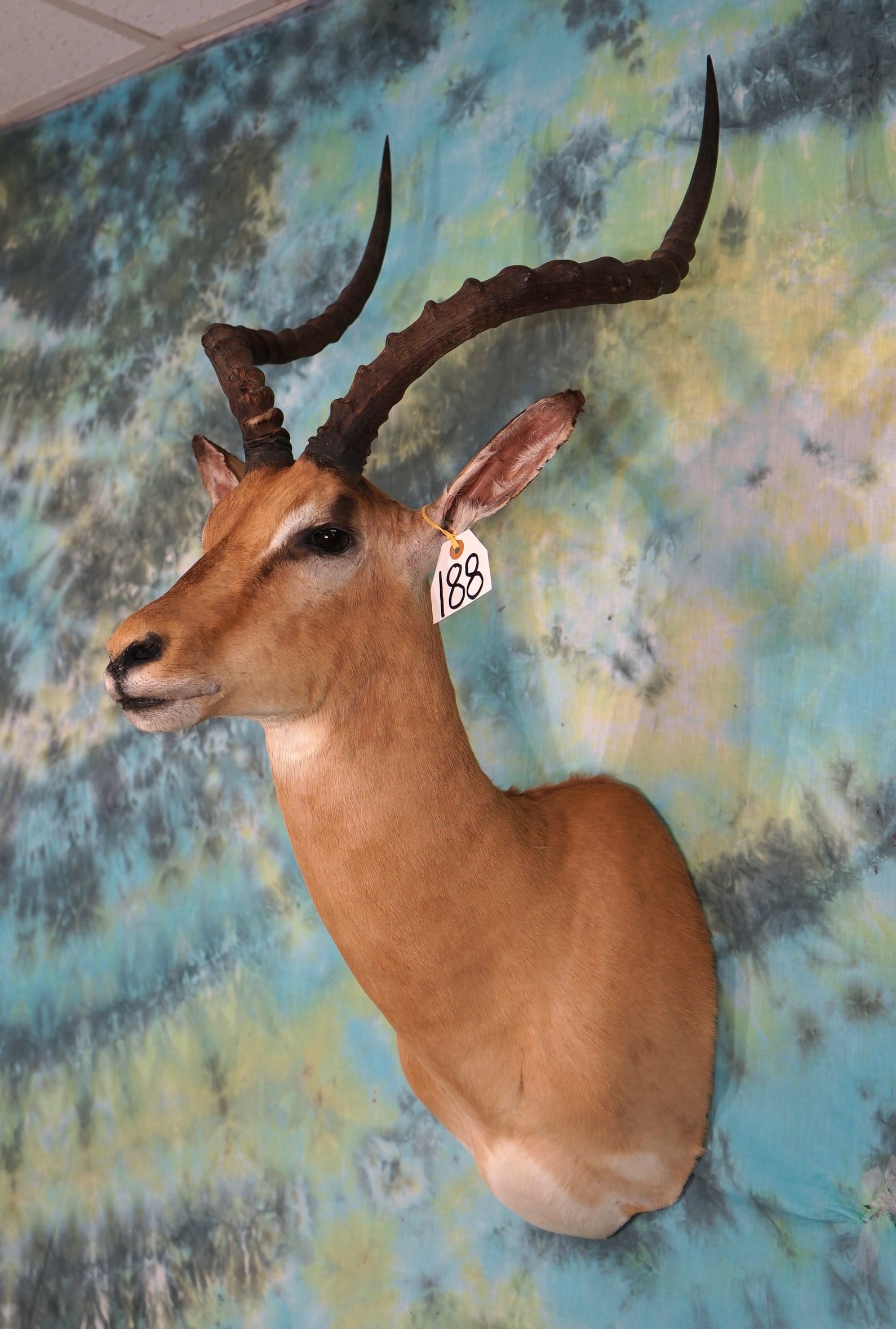 African Southern Impala Ram Shoulder Mount Taxidermy (1 of 2)