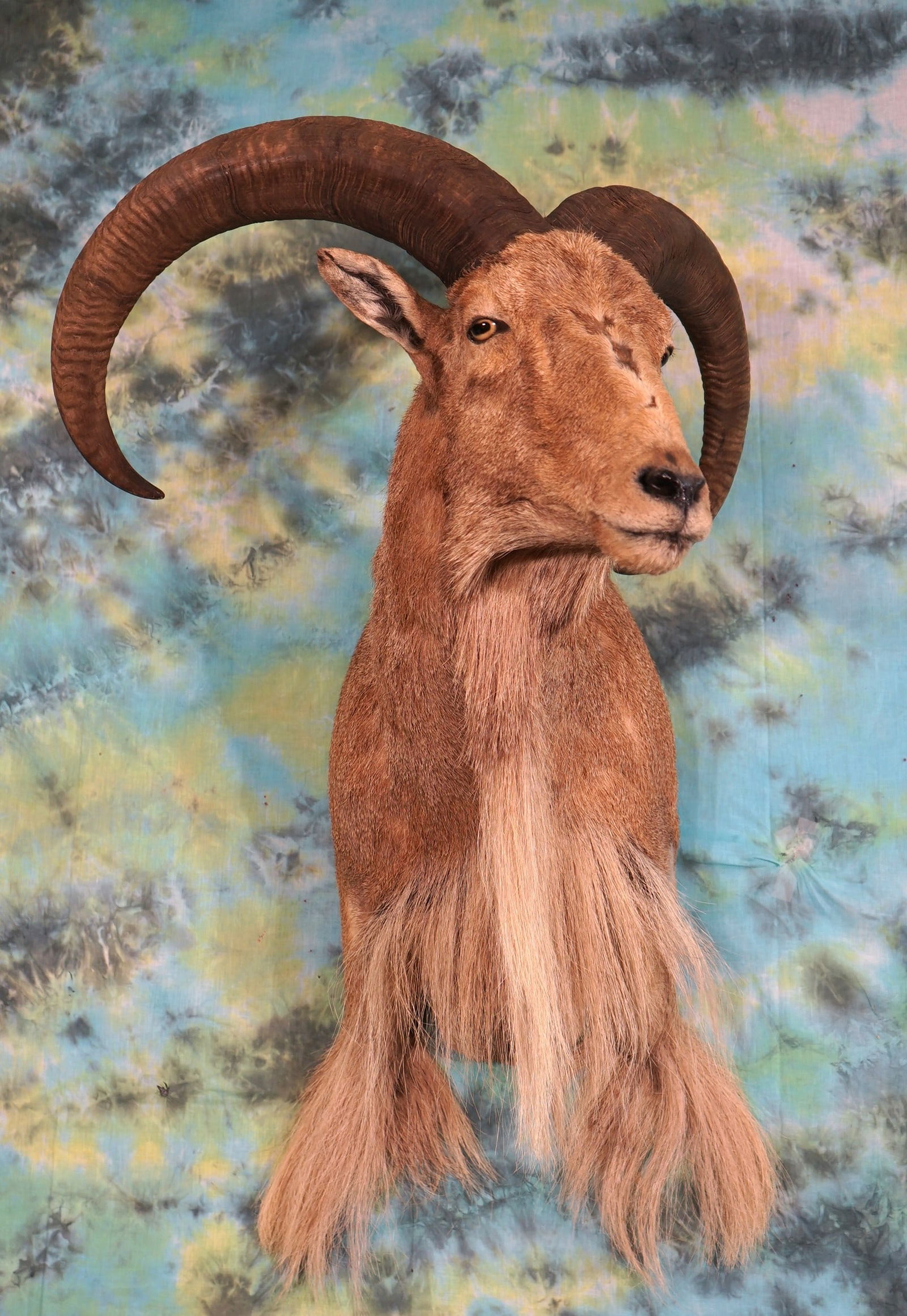 Aoudad Sheep Ram Shoulder Mount Taxidermy (1 of 2)