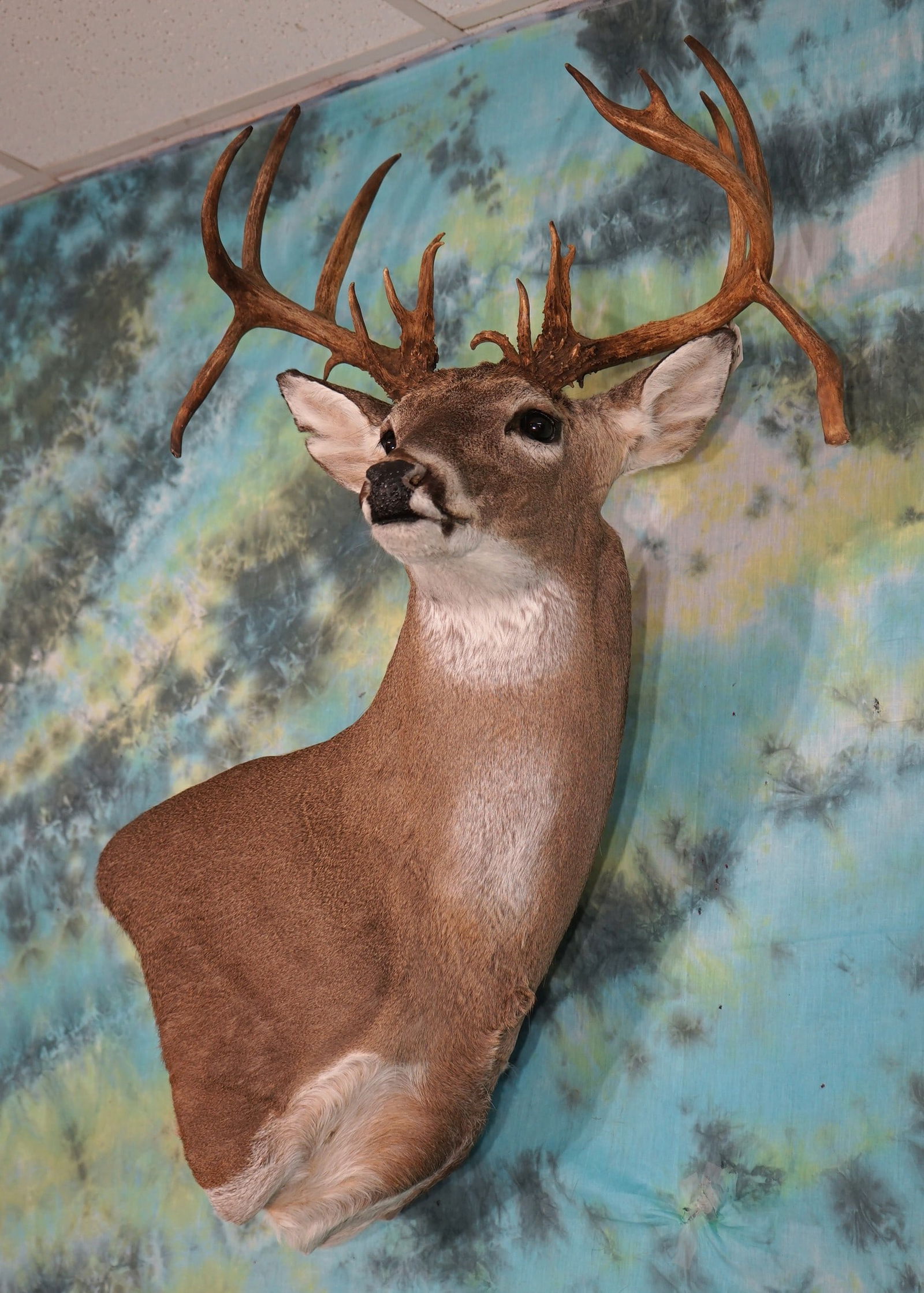Wild West Texas Double Drop Non-Typical Whitetail Deer Shoulder Mount Taxidermy (1 of 3)