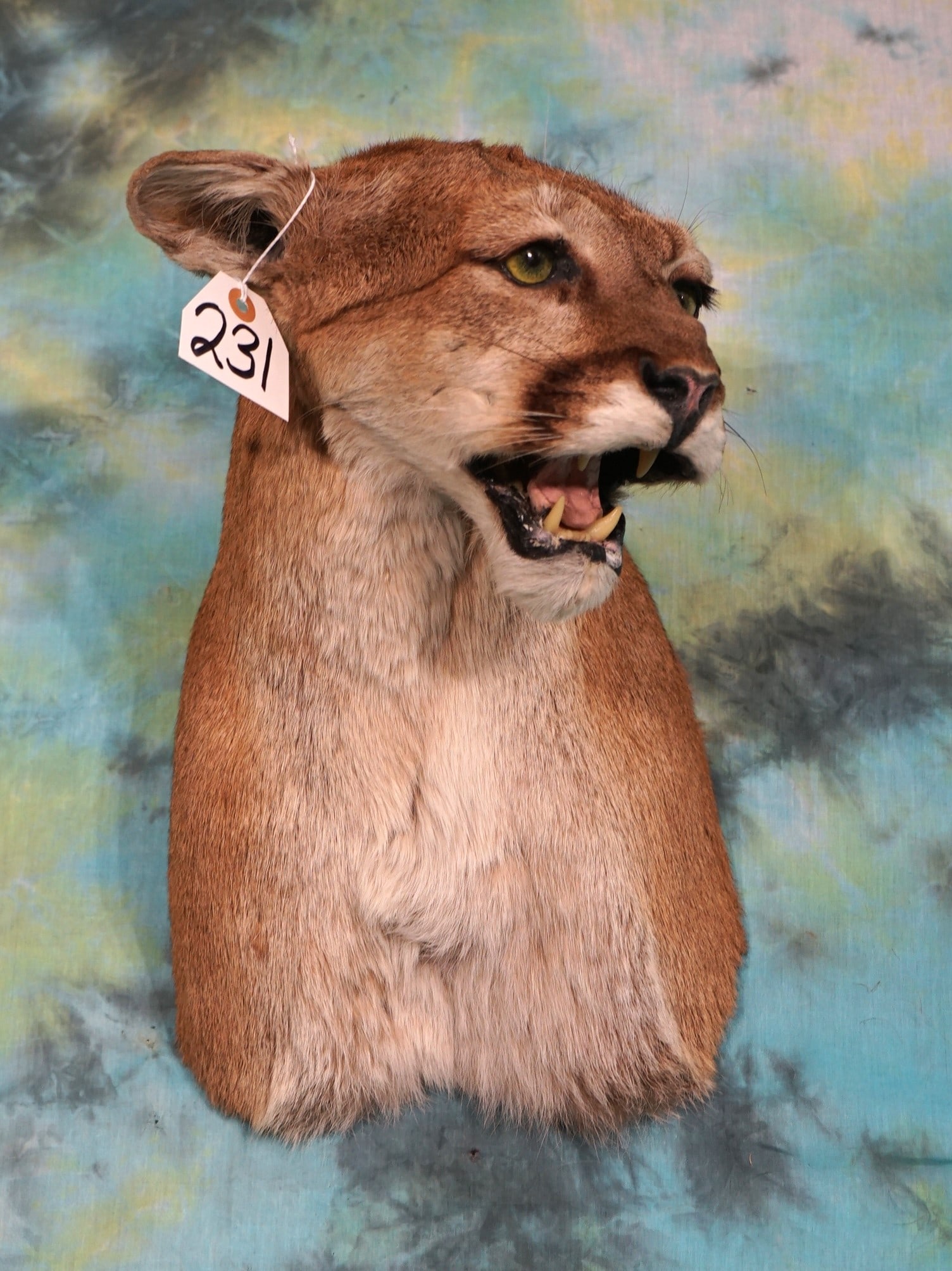 Cool Mountain Lion Shoulder Mount Taxidermy (1 of 2)
