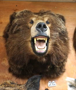 Brown Bear Shoulder Mount Taxidermy: Here is another animal that is usually mounted in a rug or a full body mount. This big Brown was taken on a Spring hunt in Alaska, and more than likely his body was rubbed badly which resulted in a sh