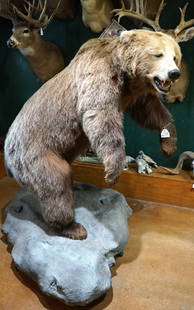 Interior Mountain Grizzly Bear Full Body Taxidermy Mount: This is a mature Grizzly Bear that is an average size Boar. The mount is clean, smoke free, and in excellent condition. The taxidermy is well above average grading a 9.5.