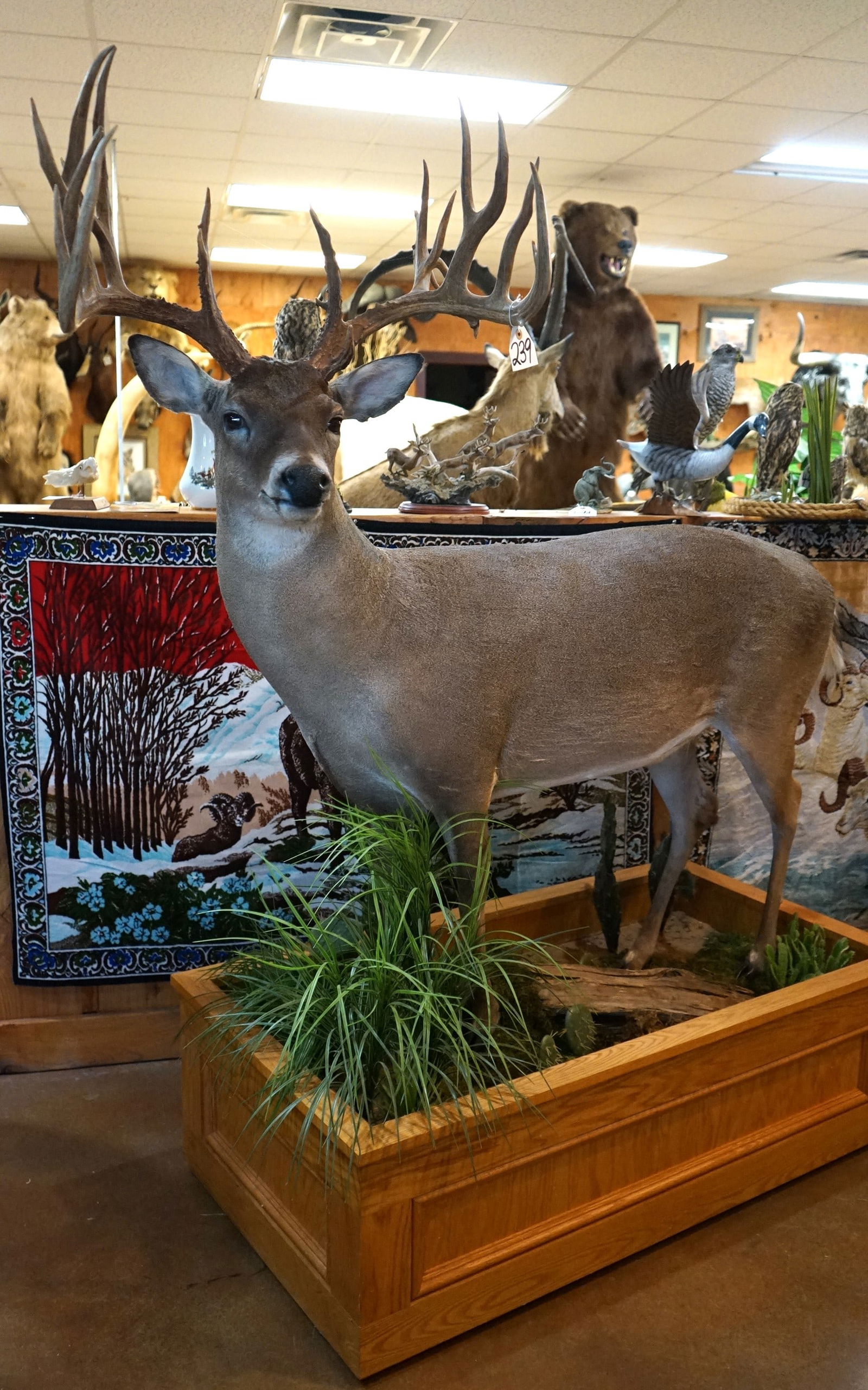 Monster South Texas Non-Typical Whitetail Deer Full Body Mount Taxidermy (1 of 5)