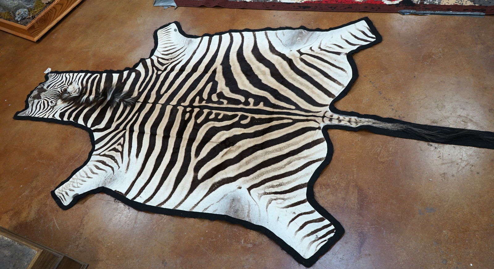 African Chapman's Zebra Rug Taxidermy Mount (1 of 2)