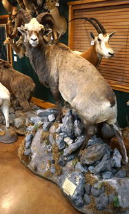Gold Medal Siberian Snow Sheep Full Body Taxidermy Mount in Habitat: This is a beautiful Record Book full curl Ram that was harvested in the Chersky Mountain Range in Siberia. This mount is clean and in excellent condition. The taxidermy is outstanding grading a level