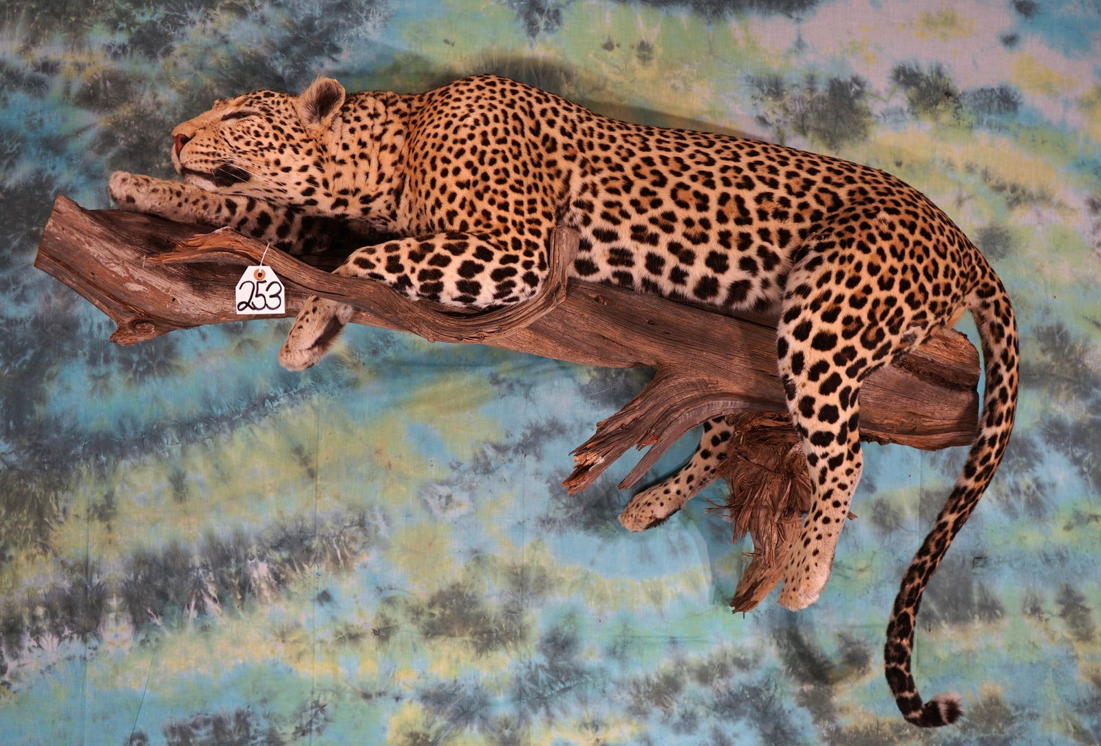 African Leopard Laying on Tree Limb Taking a Nap Full Body Taxidermy Mount **TEXAS RESIDENTS (1 of 3)