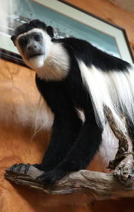 Beautiful East African Colobus Monkey Full Body Taxidermy Mount: This is a very attractive mount of a mature Colobus Monkey. Wish we could have got him up higher on the wall for better photos but we have run of room. This mount is clean and in excellent condition.