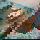 African Southern White Rhino with Real Skin & Horns Shoulder Mount Taxidermy **TEXAS RESIDENTS