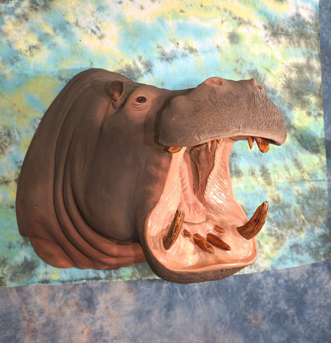 African Hippo Real Skin Shoulder Mount Taxidermy: This mount was done using the real skin and was very well mounted Reproduction teeth and tusk were used and wisely so, because the big canine tusk have a big tendency to crack and split after boiling,