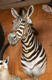 Gorgeous Top Quality Zebra Shoulder Mount Taxidermy