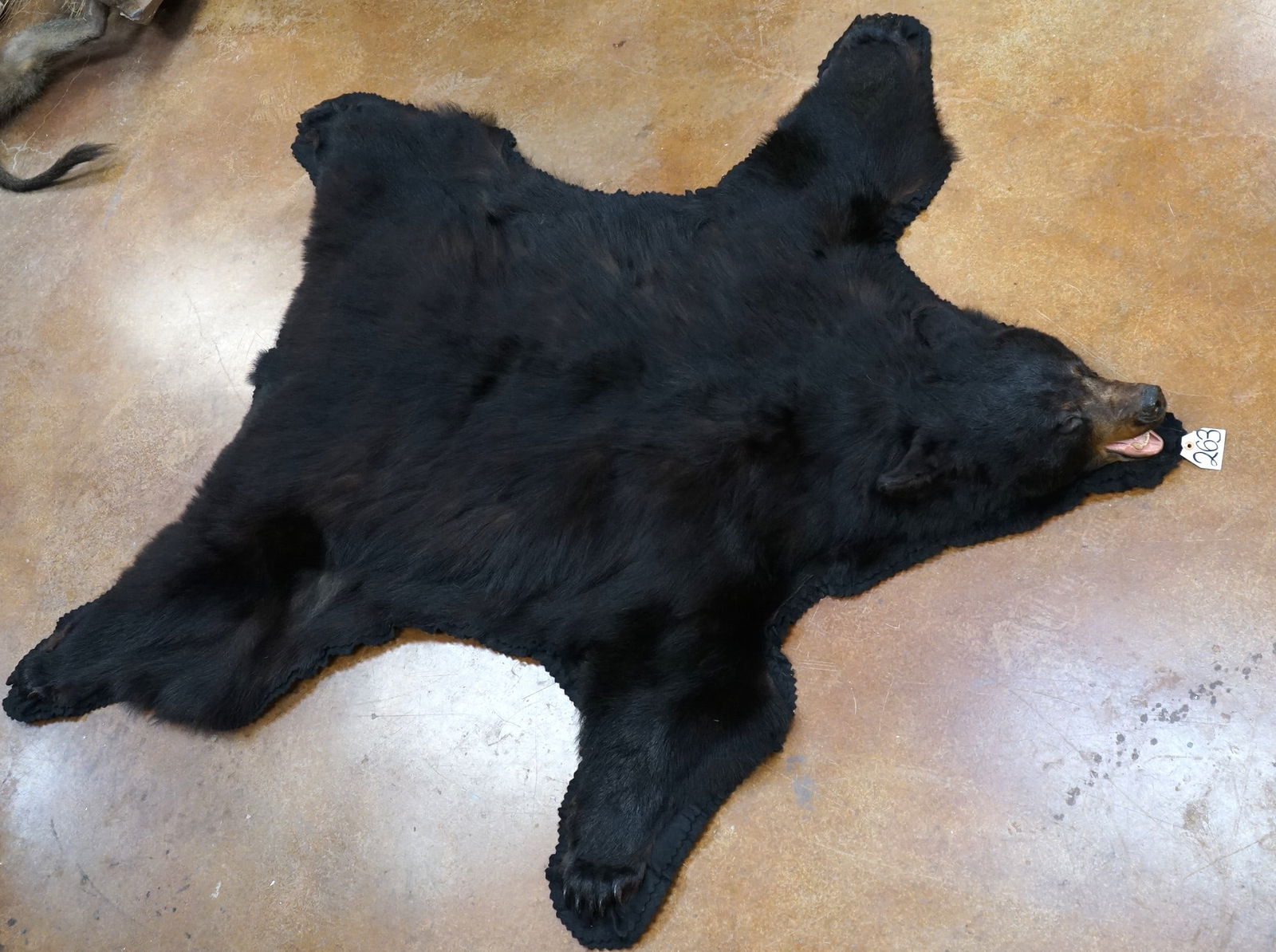 New! Black Bear Rug Taxidermy Mount (1 of 3)