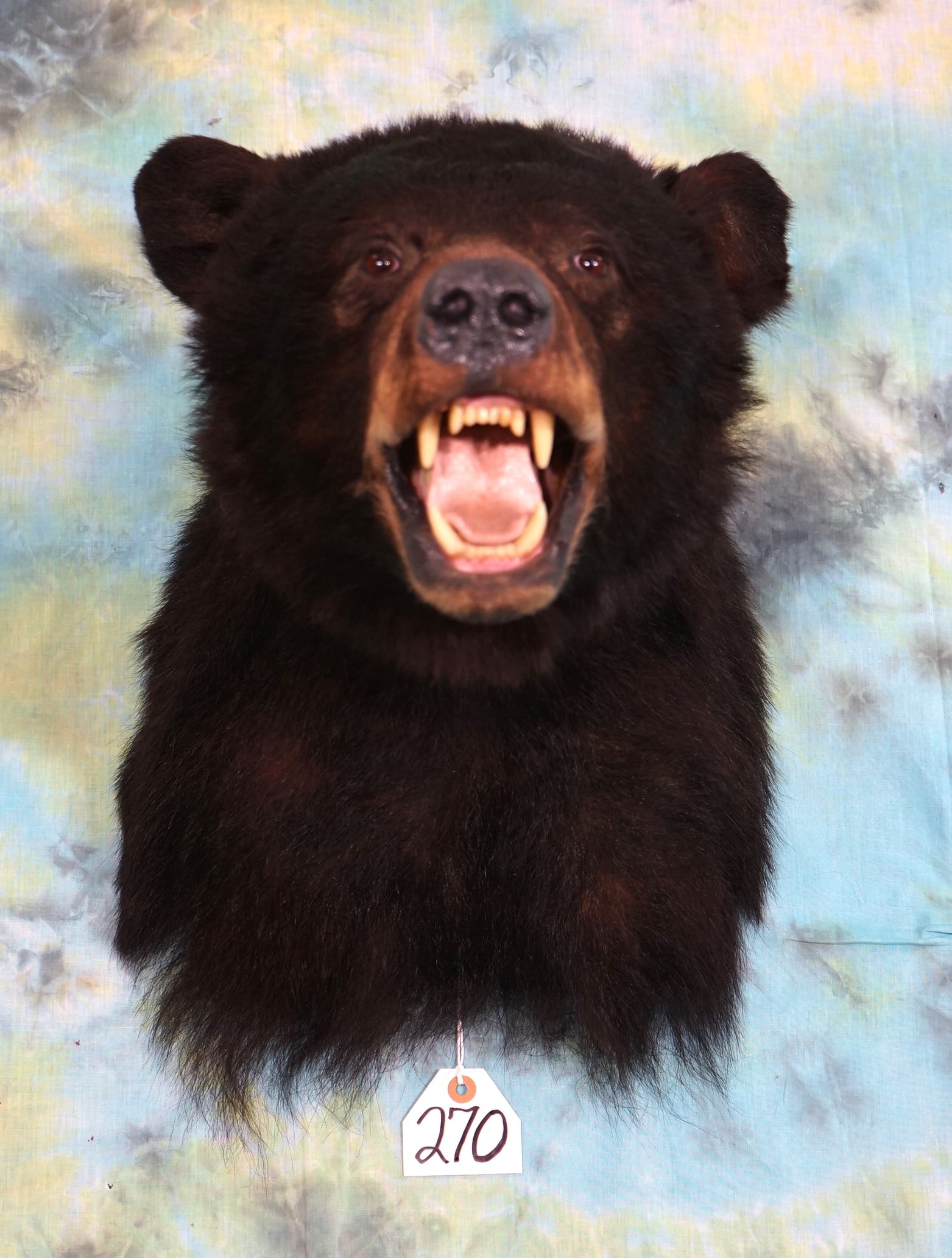 Black Bear Shoulder Mount Taxidermy (1 of 2)