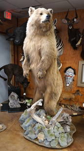 Record Book Alaskan Mountain Grizzly Bear Standing Full Body Taxidermy Mount: This Bears Skull made the All Time Boone & Crockett Book. He was taken in the Chugach Mountain Range in Alaska. This is a really big Bear for one that comes from the interior. The taxidermy quality le