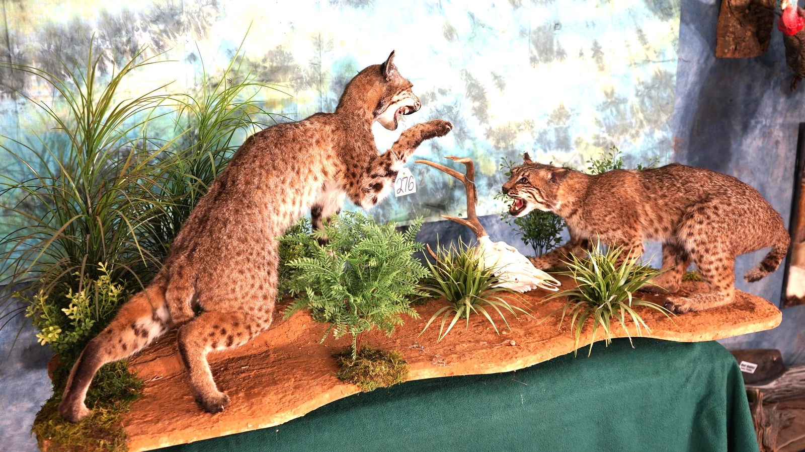 Pair of South Texas Bobcats Fighting  Taxidermy Full Body Mounts (1 of 6)