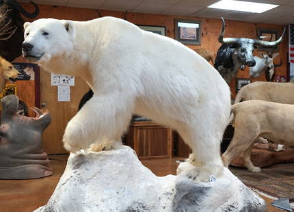 Beautiful Polar Bear Full Body Taxidermy Mount **U.S. Residents Only!!**: This is a large Boar mounted in natural habitat. The mount was kept in a climate controlled environment over the years and as of this result; it is in pristine condition. The mount is very life-like w