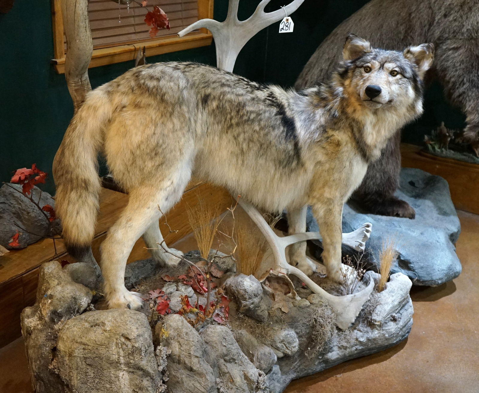 Beautiful Timber Wolf in Habitat Full Body Taxidermy Mount (1 of 5)