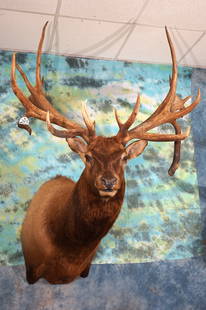 Giant 464 3/8" gross 24 point Wild Colorado Elk Shoulder Taxidermy Mount: This Elk was found dead in the San Juan National Forest in Colorado over 20 years ago. The Bull was very old and the antlers were cut off the skull for a mount by the finder. He was more than likely a