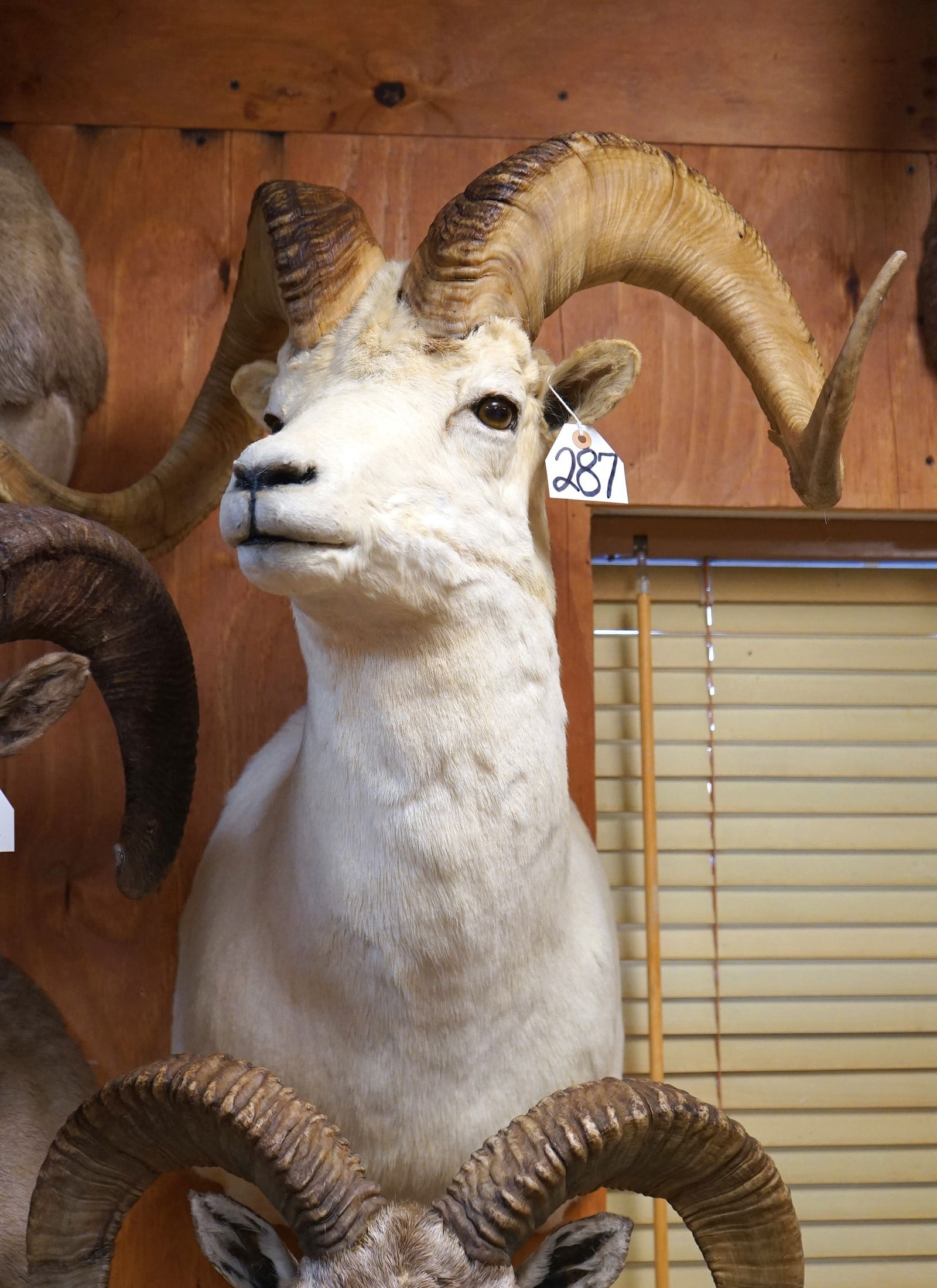 Alaskan Dall Sheep Shoulder Mount Taxidermy (1 of 3)