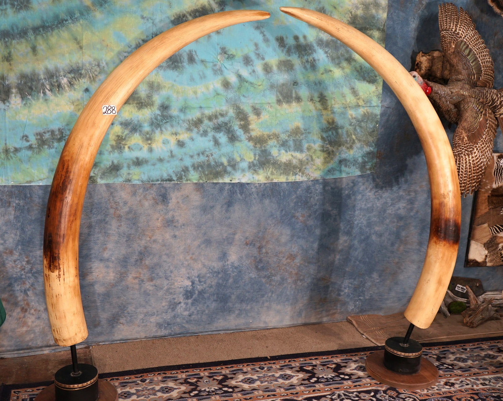 Huge Matching set of Fiberglass Reproduction African Elephant Tusk Taxidermy: This set of Elephant Tusk are an exact matching copy of a real set of African Elephant Tusk that weighed over 100 lbs. on each tusk. These were expertly made and are high quality reproductions mounted