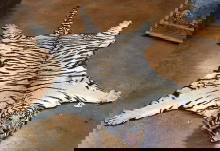 Bengal Tiger Rug Taxidermy Mount **TEXAS RESIDENTS ONLY!!**: This Rug is a older one, and is of younger male not quite fully mature. The Rug was mounted in India probably in the early 1960's. The mount was done using the real skull. The Rug has been professiona