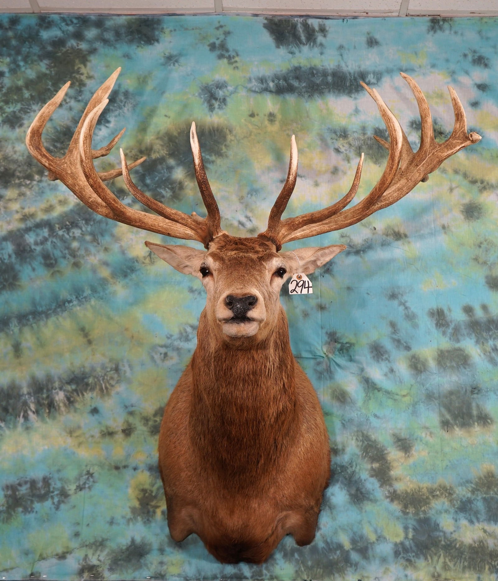 Record Book Red Stag Shoulder Mount Taxidermy (1 of 3)