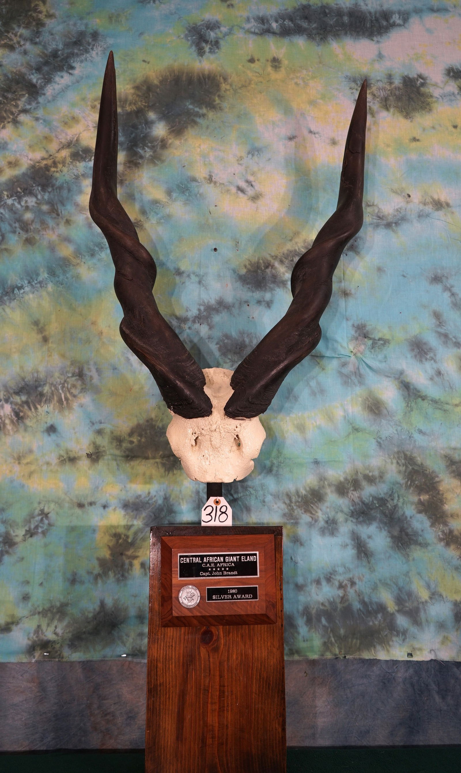 African Lord Derby Giant Eland Horns mounted on Pedestal Stand Taxidermy (1 of 2)