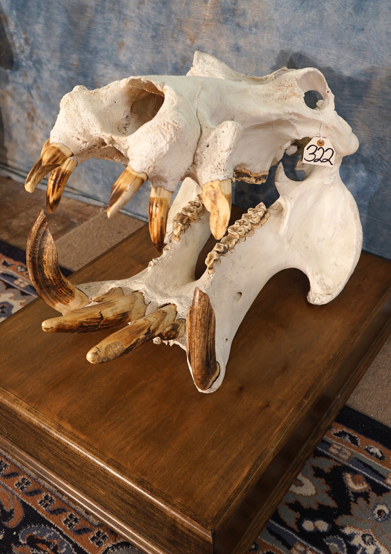 Large Bull Hippo Skull on Display Stand Taxidermy: This is a Monster Bull Hippo Skull with a really large Record Class Tusk. The bullet was perfectly placed between the eyes and came out the back of the skull removing a part of the skull around the si