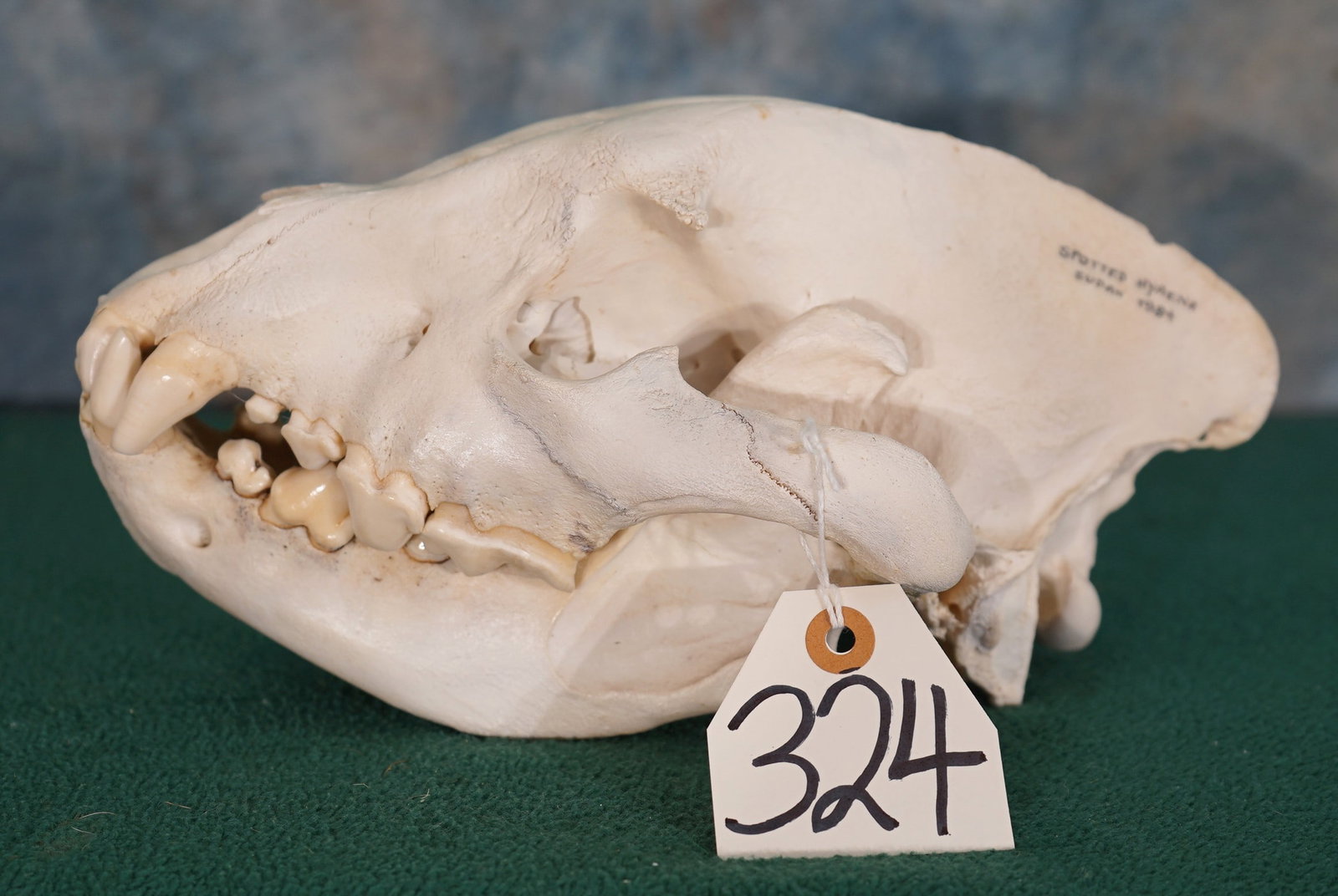 African Spotted Hyena Skull Taxidermy: This skull is from a Large Male Hyena that was bagged in the Sudan. The skull is in excellent condition and very clean. All teeth are present.