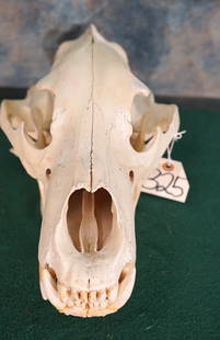 Polar Bear Skull Taxidermy **U.S. Residents Only**: This skull is from a large Boar. See lot number 278 earlier this auction. It is clean and in very good condition, but the strange thing about this one is, the bottom jaw does not seem to quite match u