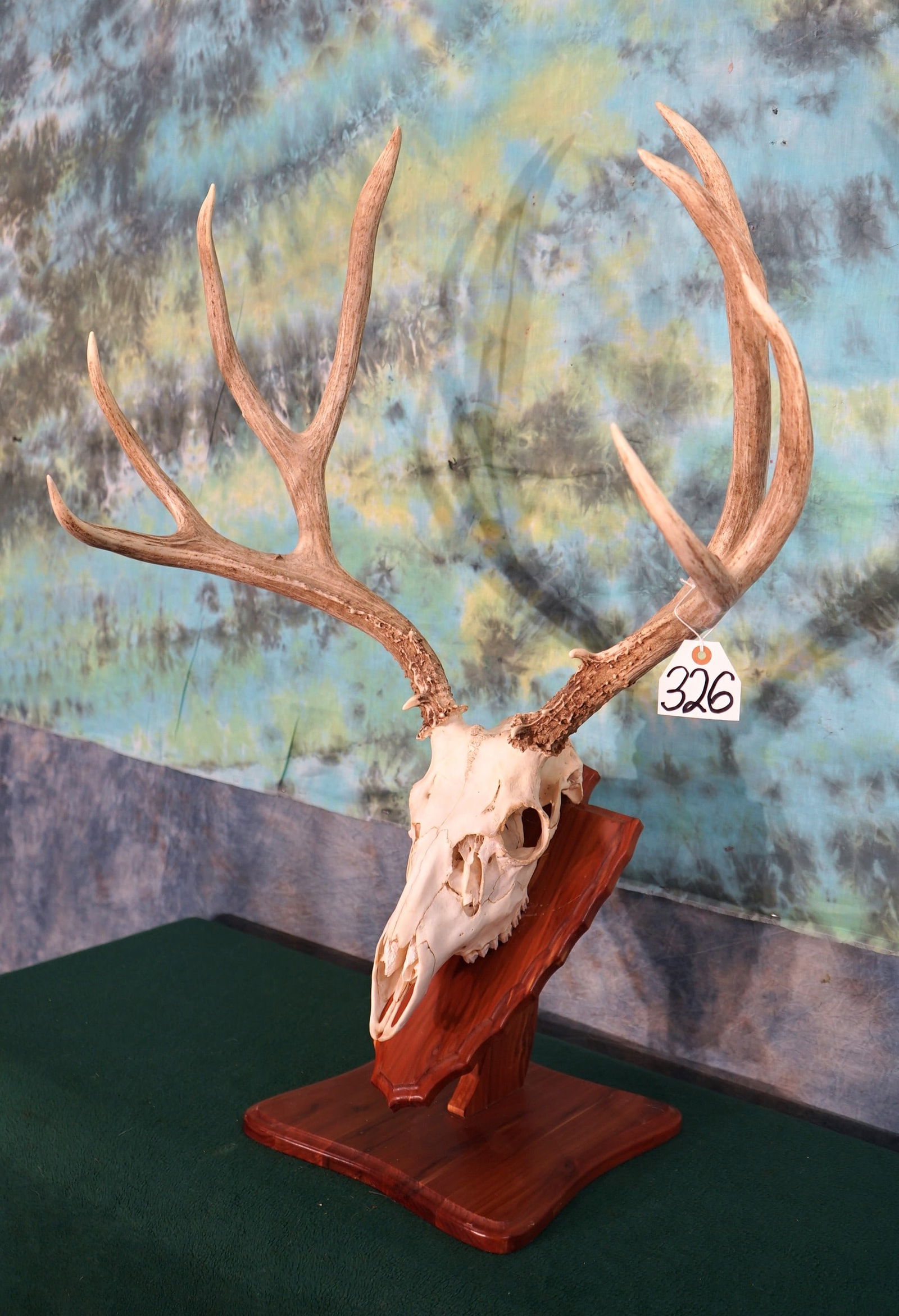 Large Mule Deer Skull on Pedestal Table on Panel Taxidermy (1 of 2)