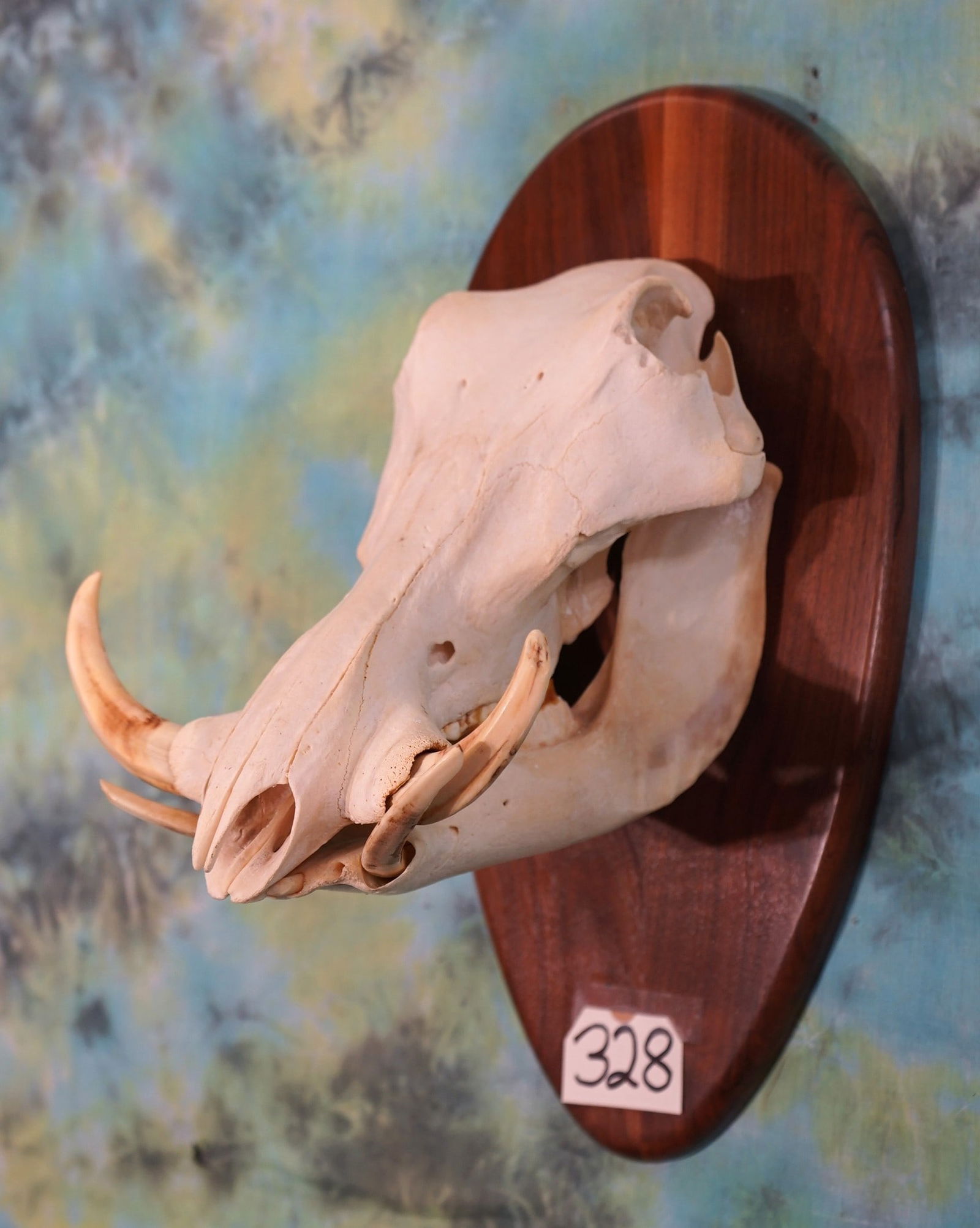 African Warthog Skull on Walnut Panel Taxidermy (1 of 2)