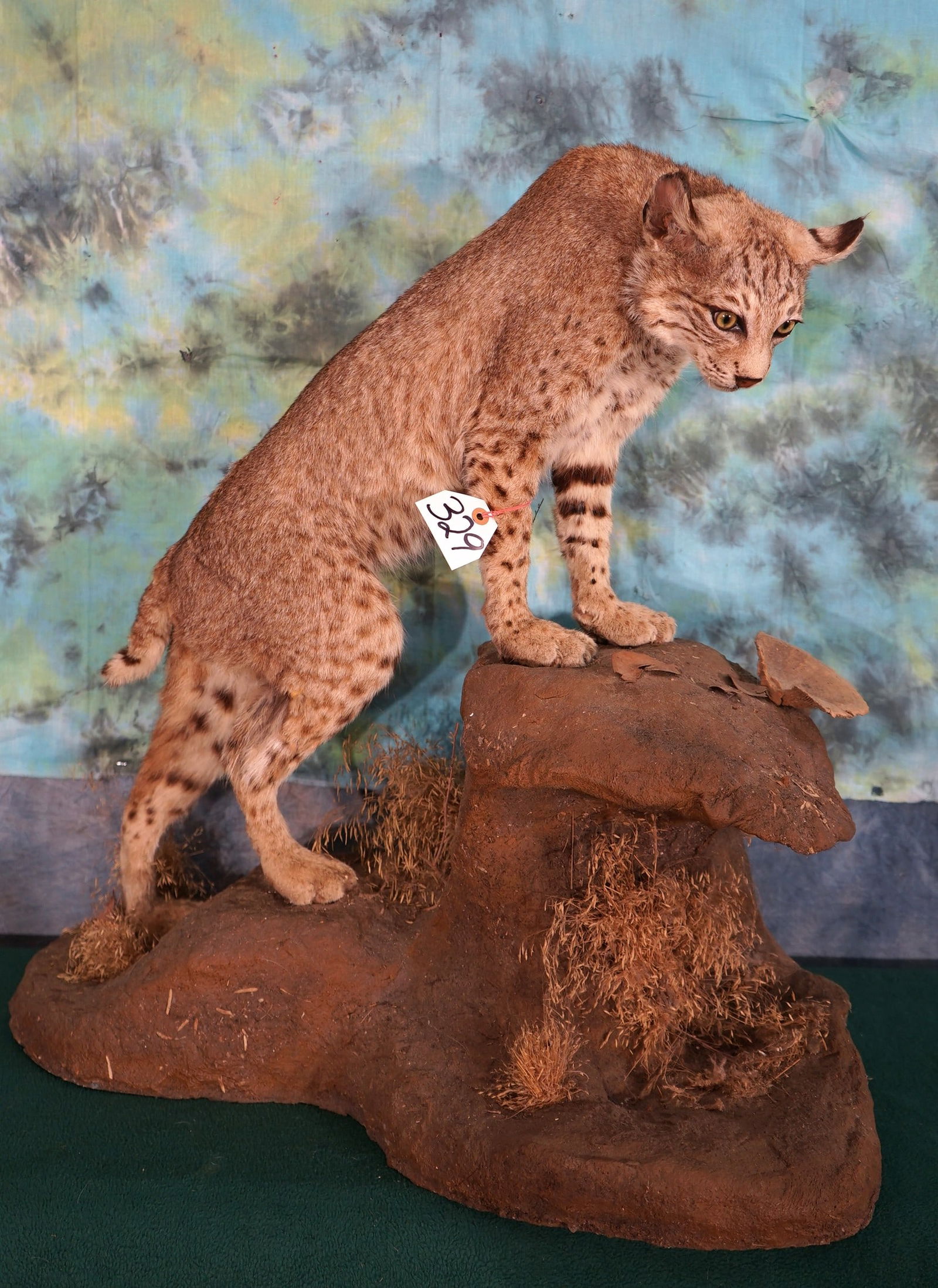 Bobcat Full Body Mount Taxidermy (1 of 3)