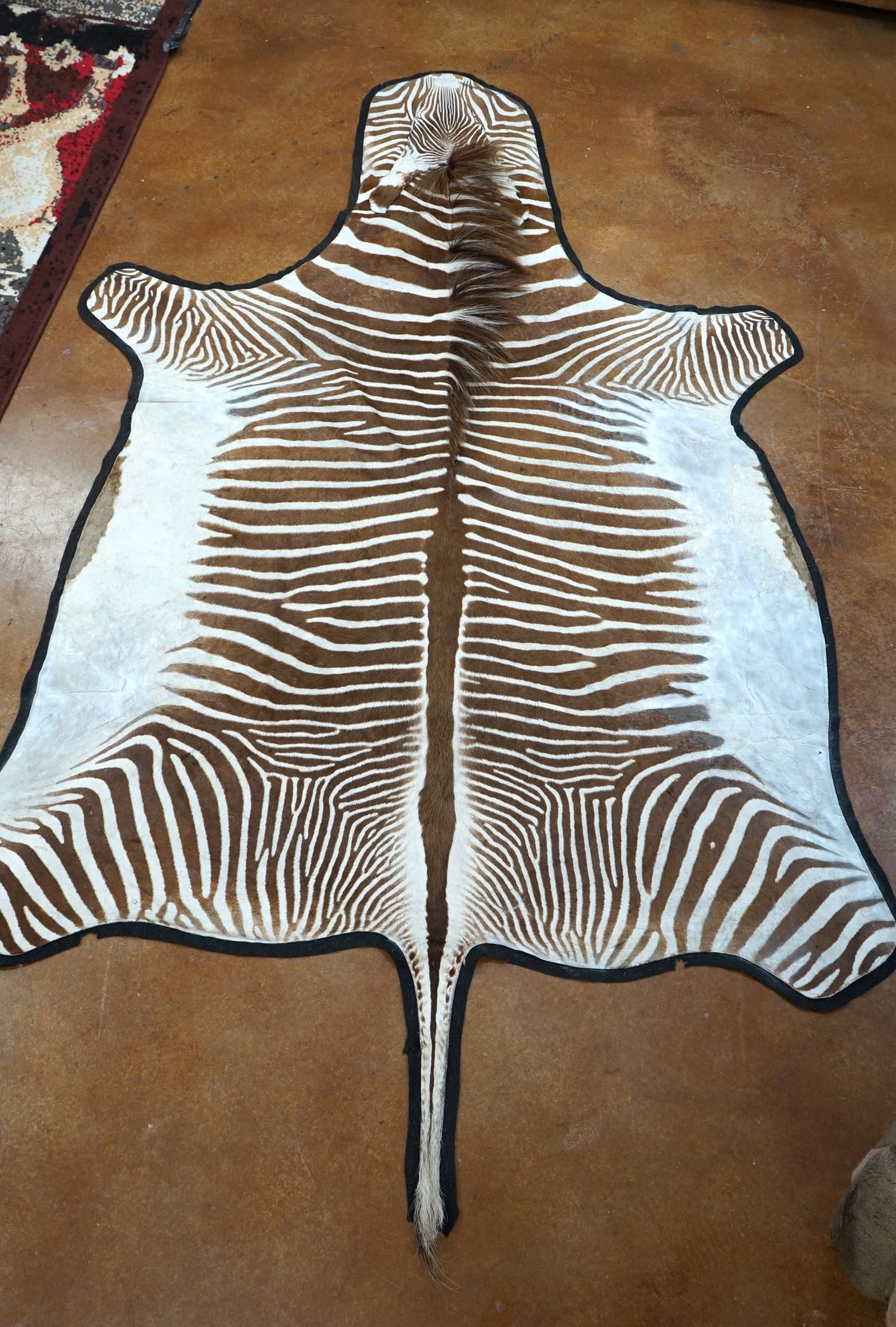 Rare! Grevy's Zebra Rug Taxidermy Mount **TEXAS RESIDENTS ONLY!** (1 of 4)