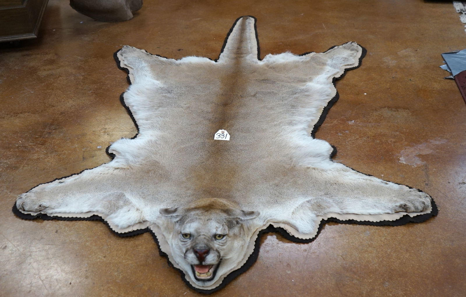 AAA Mountain Lion Rug Taxidermy Mount (1 of 2)