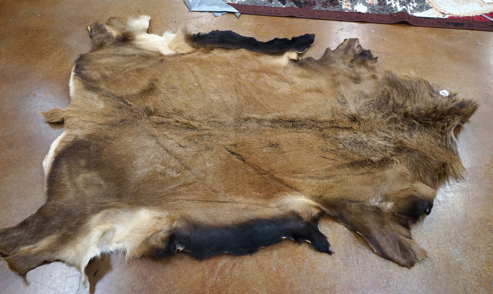 Very Nice, Soft Tanned Elk Full Backskin Taxidermy Mount (1 of 2)
