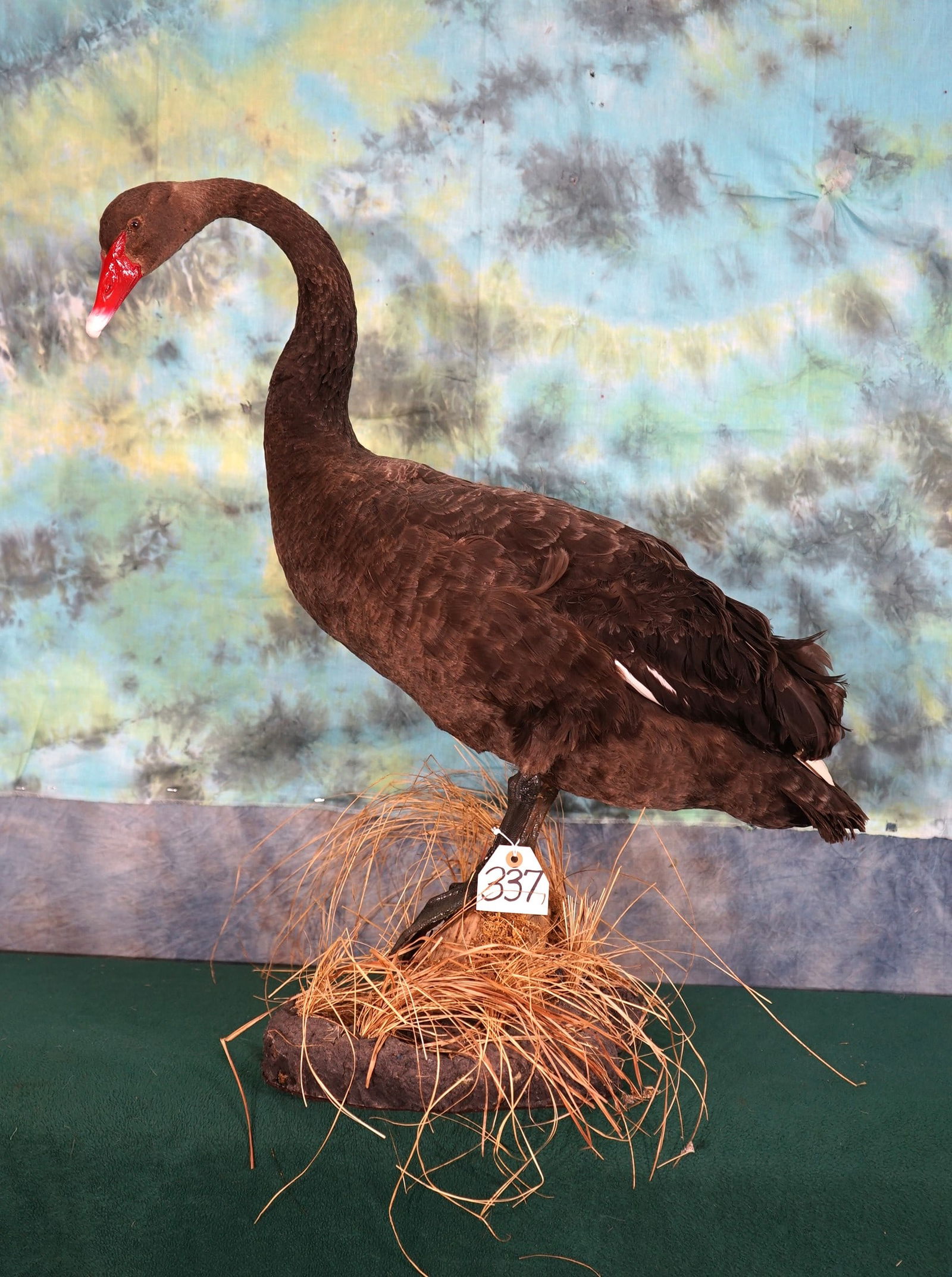 Beautiful Black Swan Taxidermy Bird Mount (1 of 3)